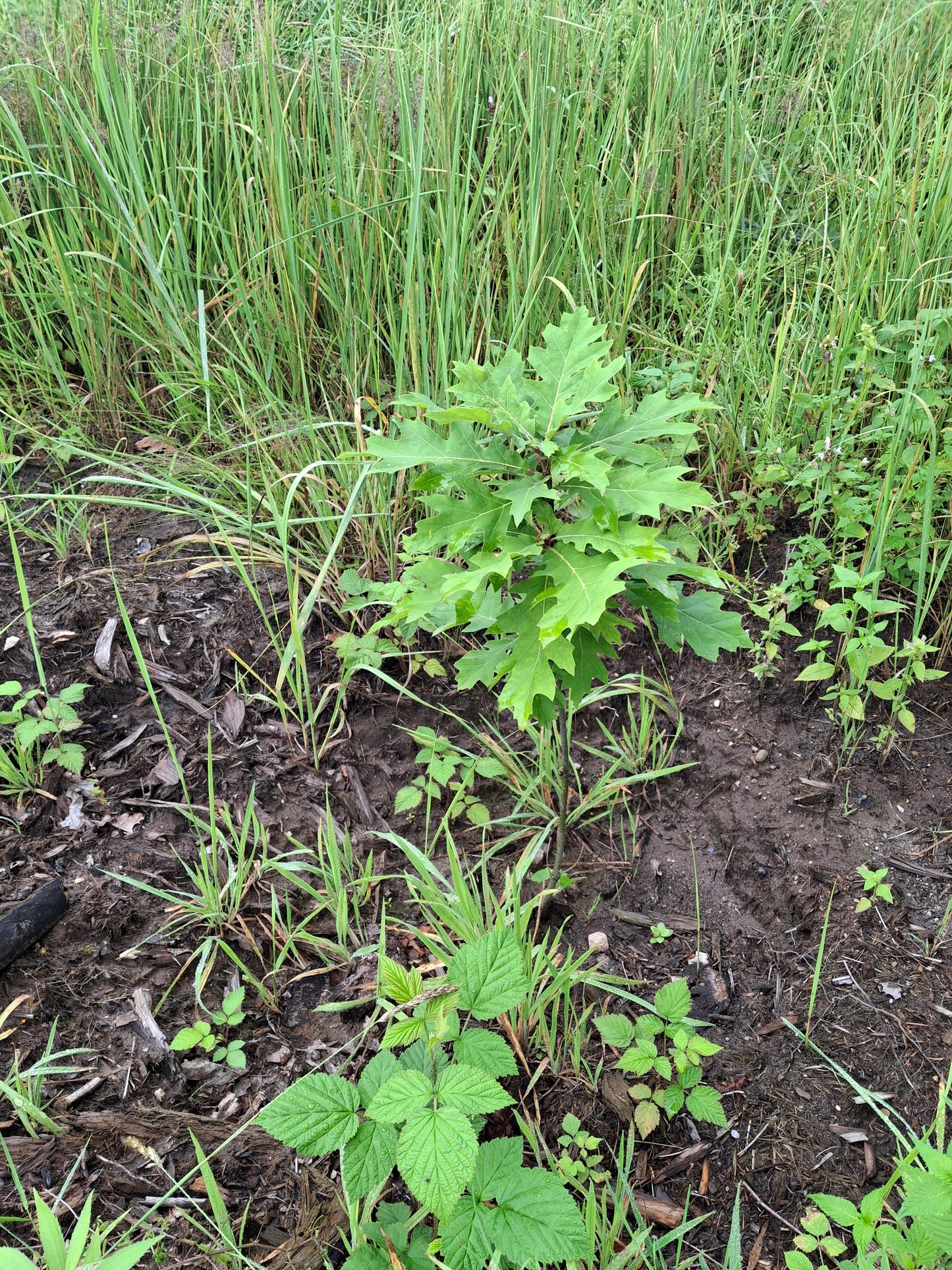 Planting in Buchholz, Germany