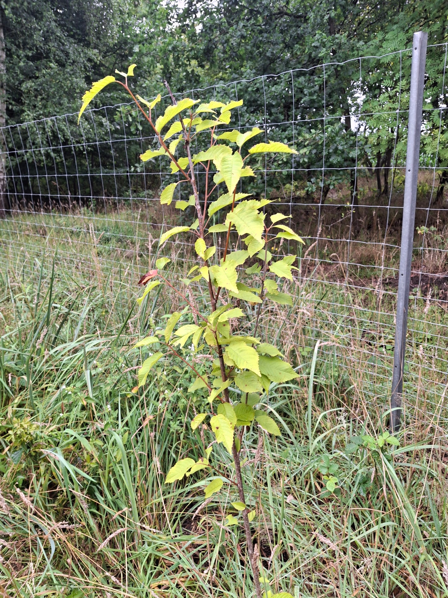 Planting in Buchholz, Germany