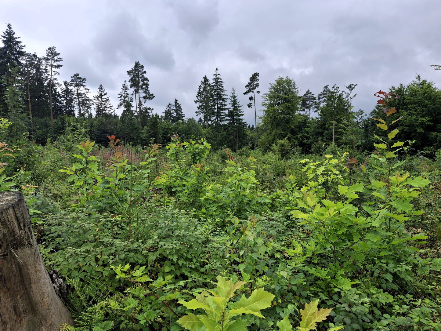Planting in Buchholz, Germany