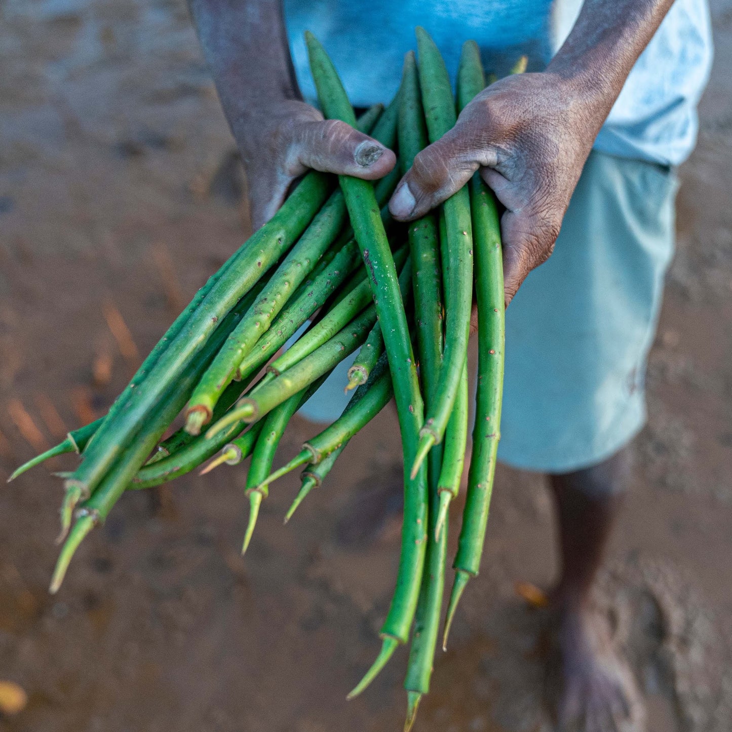 Plant in Madagascar