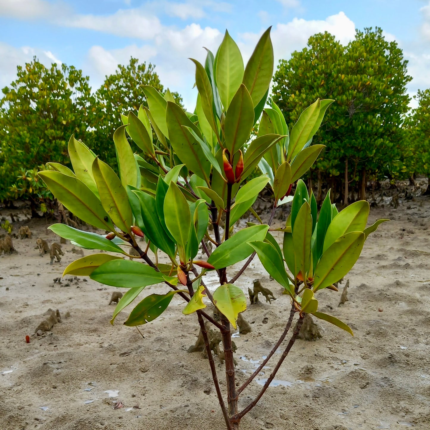 Plant in Kenya