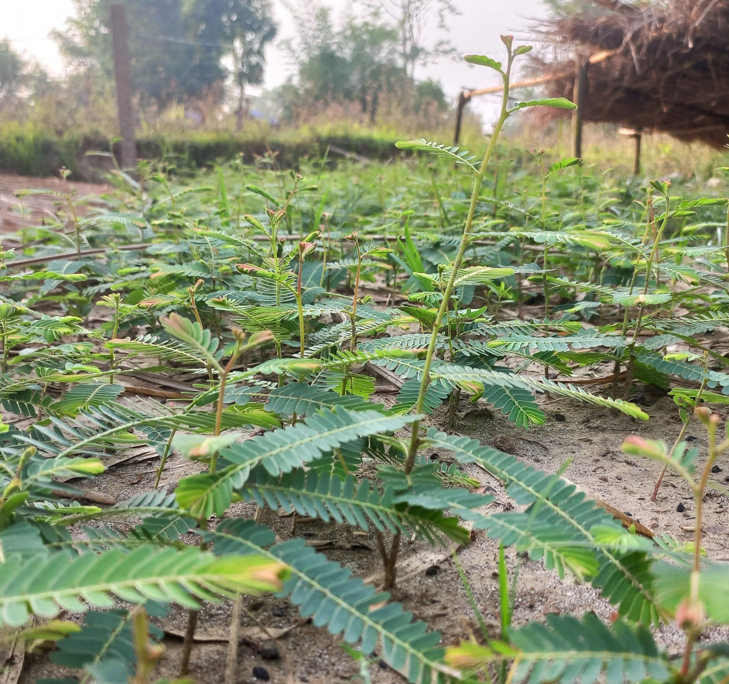 Plant in Nepal