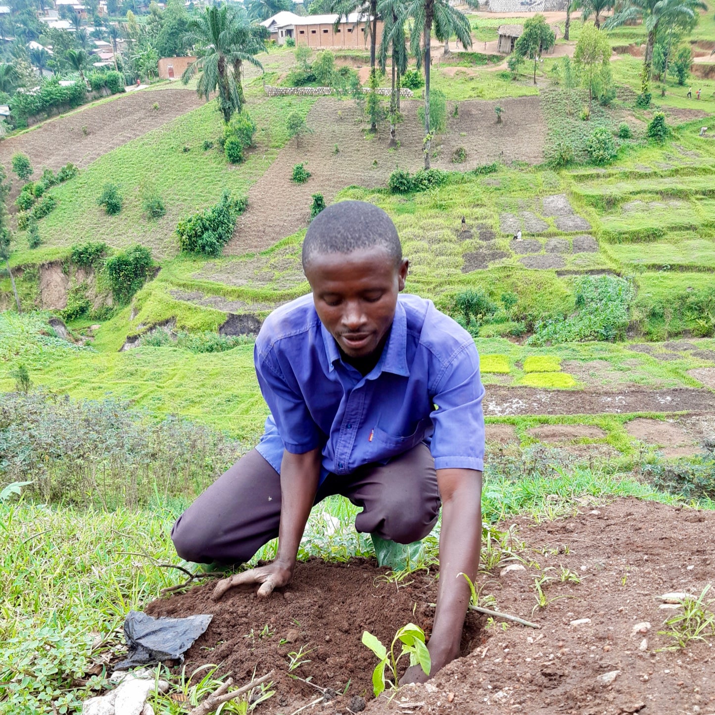 Plant in Burundi