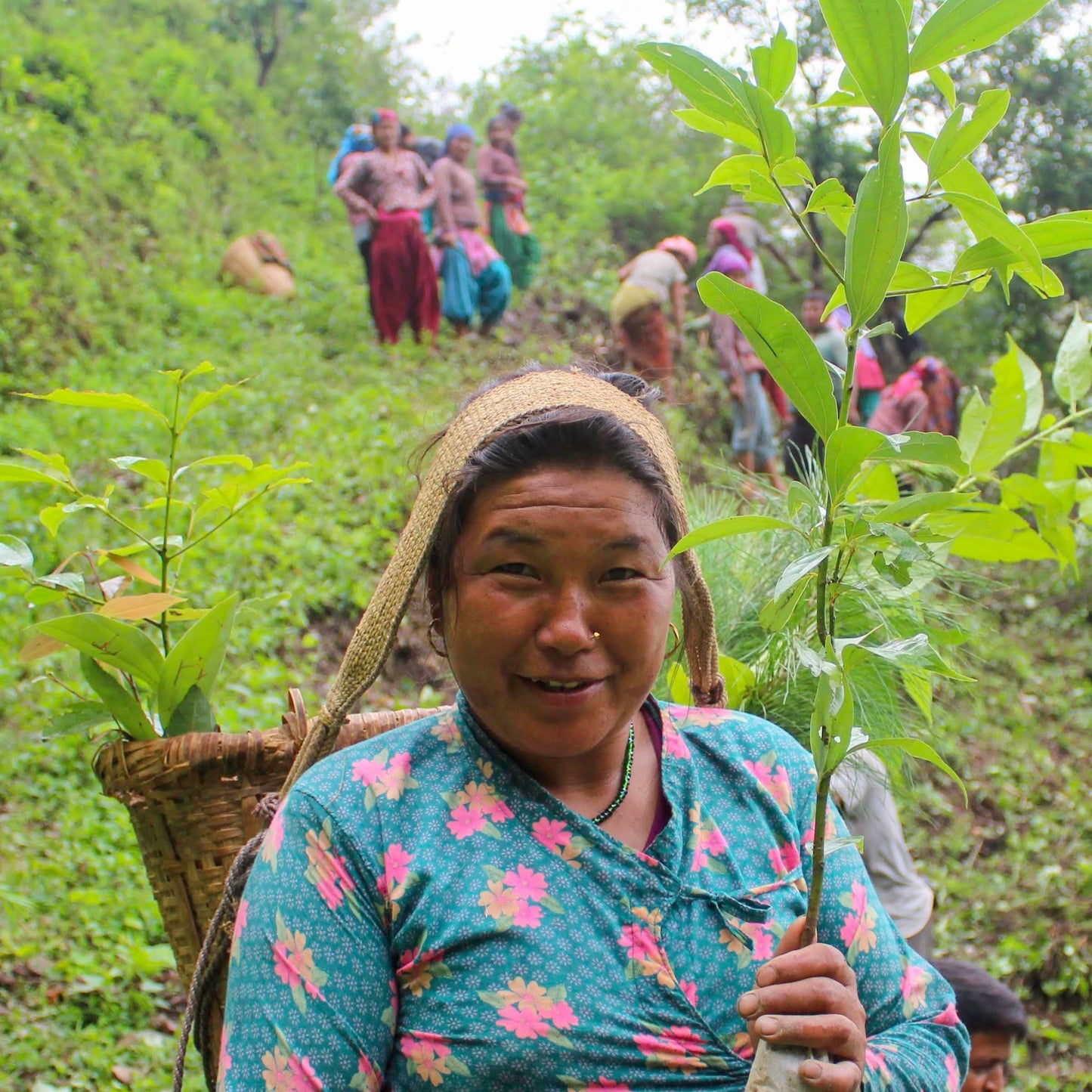 Plant in Nepal