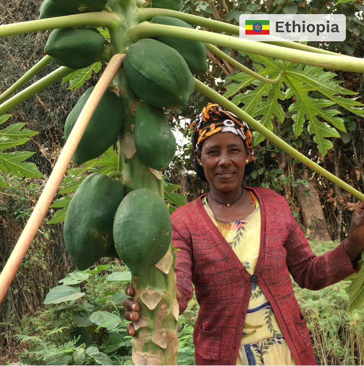 Plant in Ethiopia