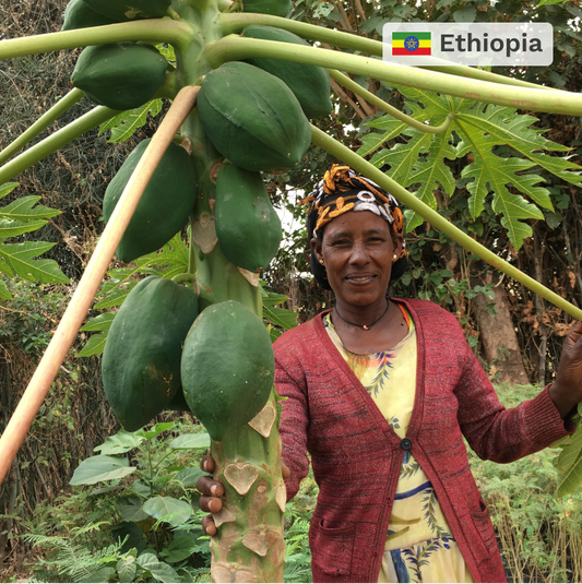Plant in Ethiopia