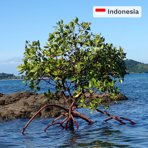 Plant in Indonesia