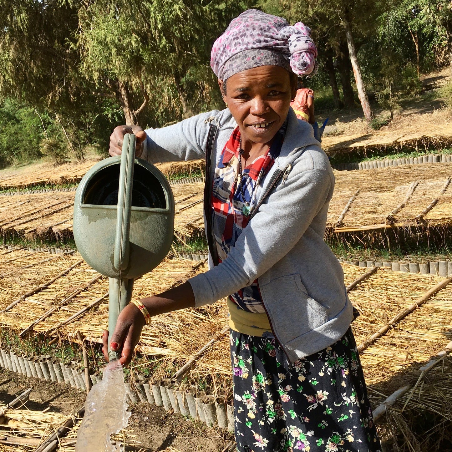 Plant in Ethiopia
