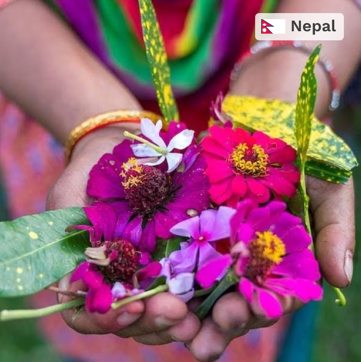 Plant in Nepal