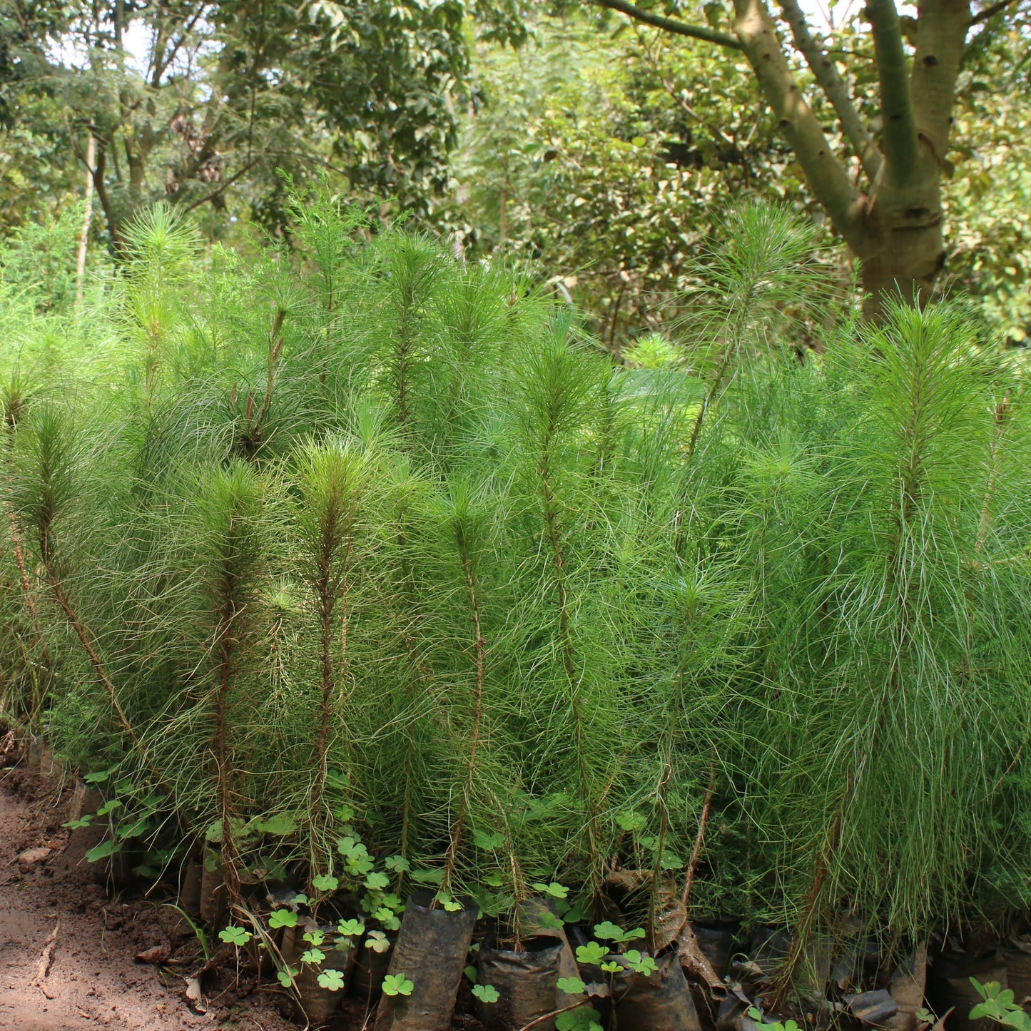 Plant in Tanzania