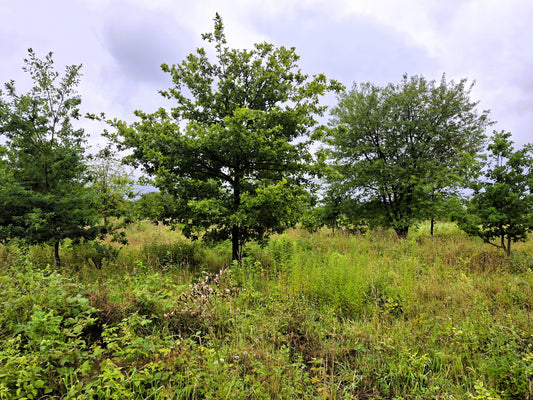 Planting in Buchholz, Germany