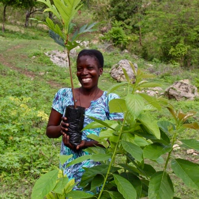 Plant in Haiti