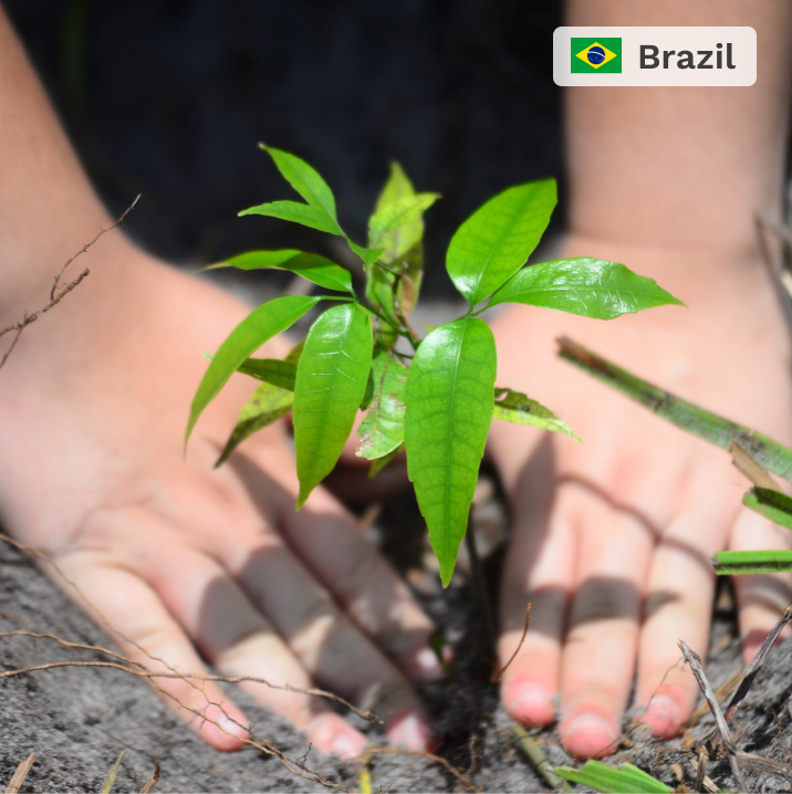 Plant in Brazil