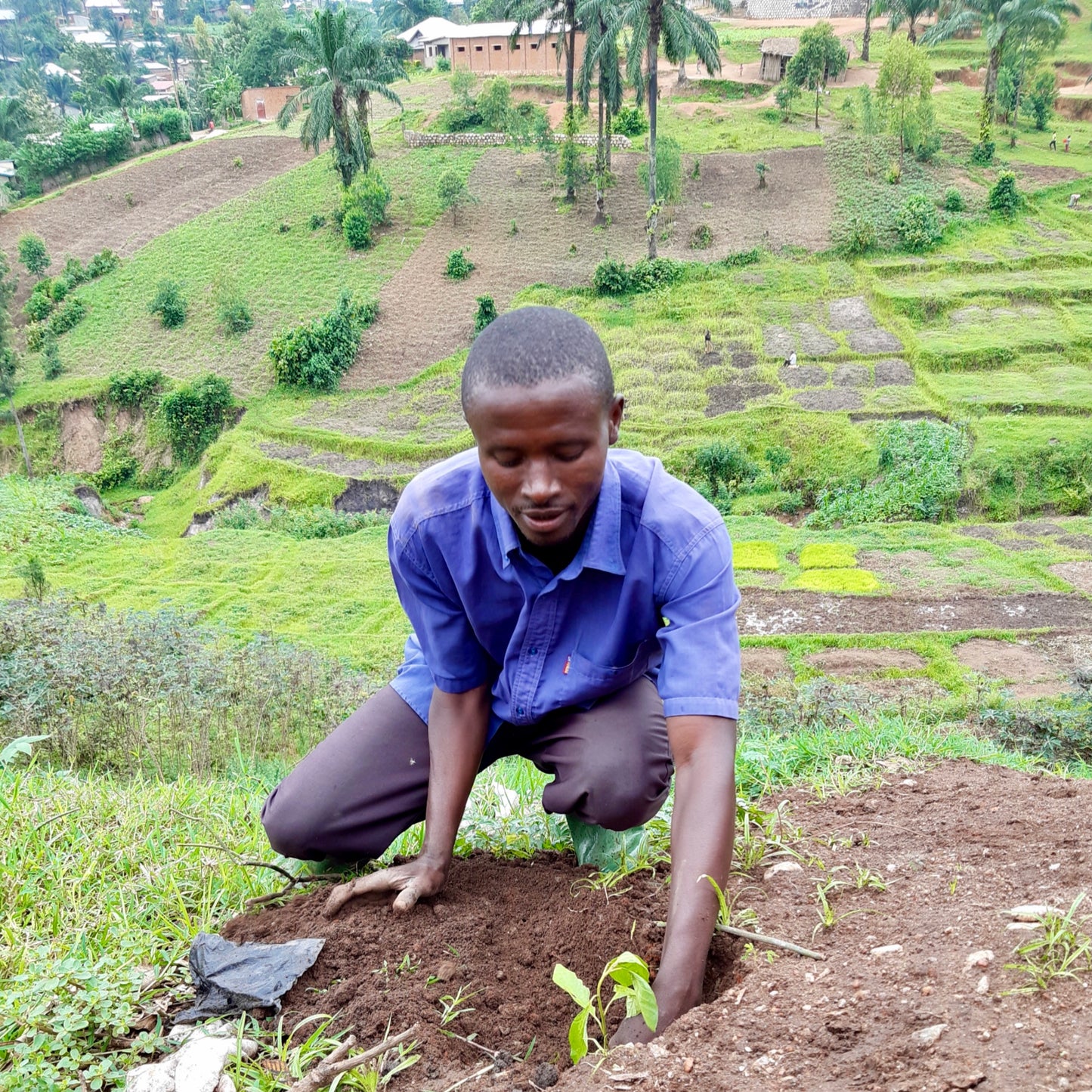 Plant in Burundi