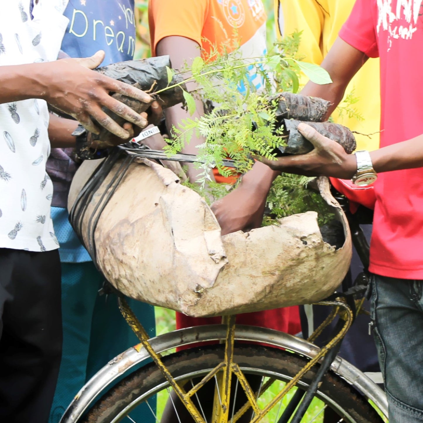 Plant in Burundi