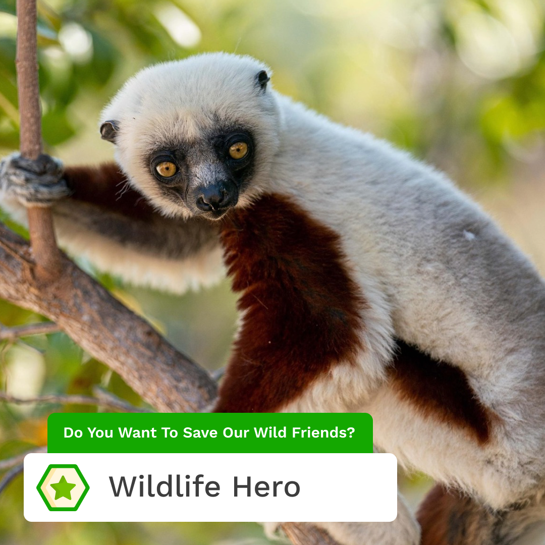 Become Wildlife's Hero Pack