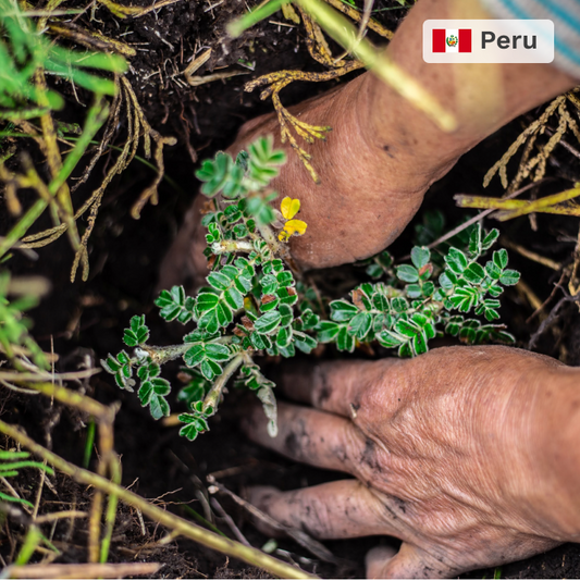 Plant in Peru