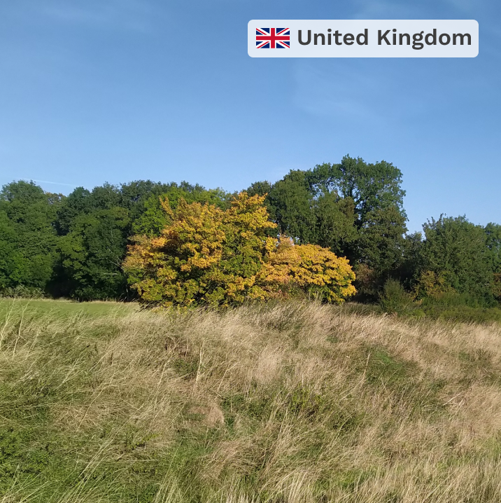 Plant in the United Kingdom